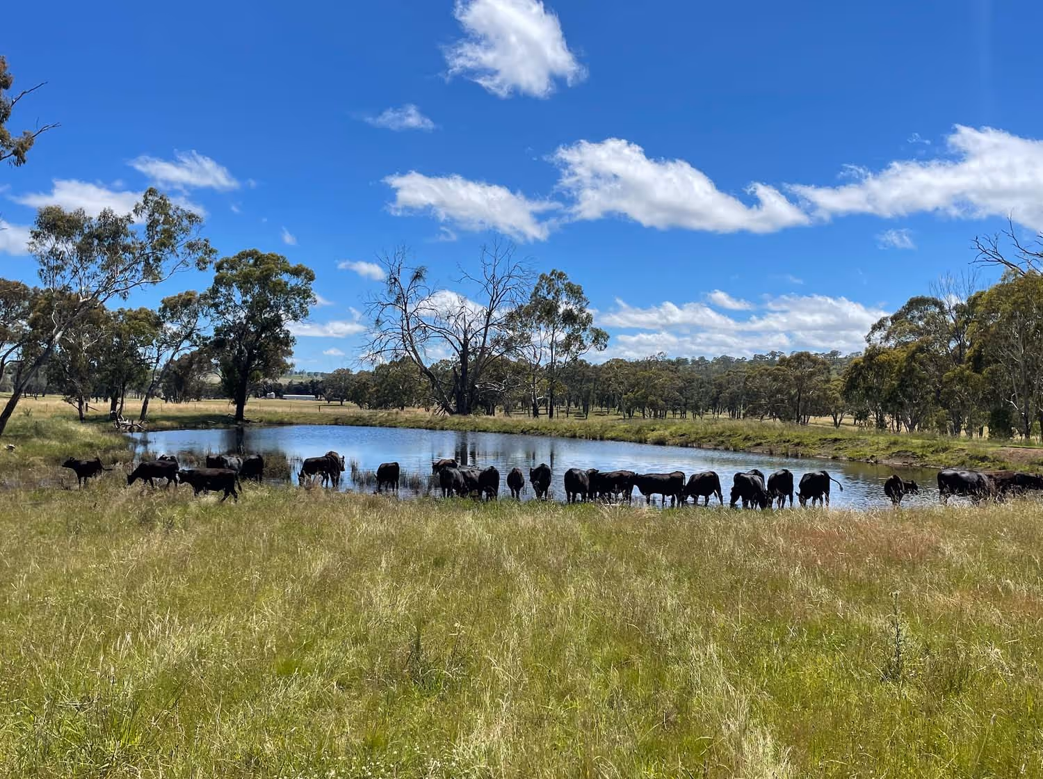 Herd of black cattle drinking water from a small pond in a grassy field under a partly cloudy blue sky.