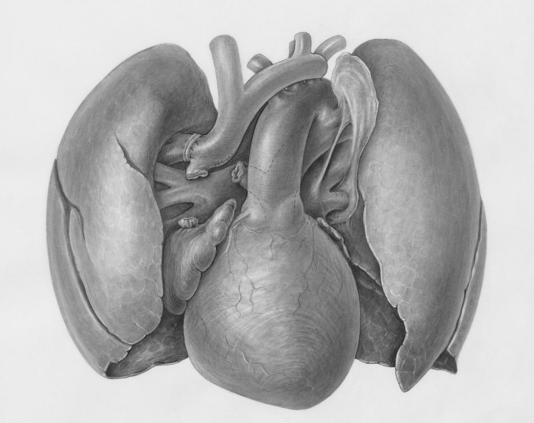 diagram of human heart and lungs showing inflammation from smoke and heat stress