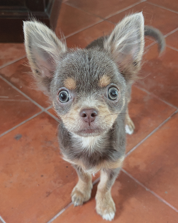 milo chihuahua dog