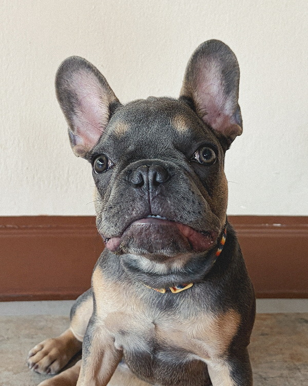 hippo french bulldog frenchie dog