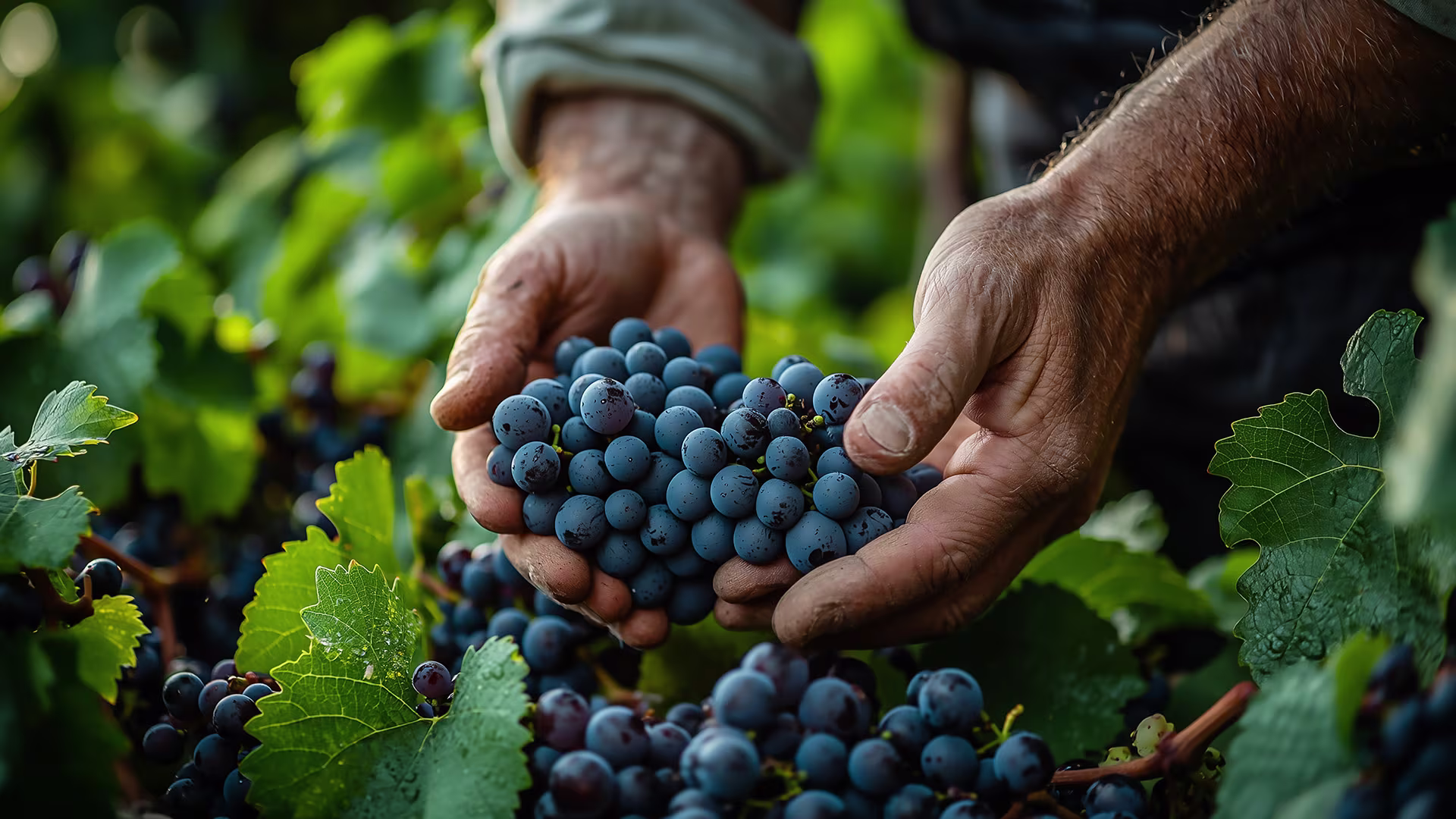 Vineyard illustrating captive insurance for wineries and vineyards