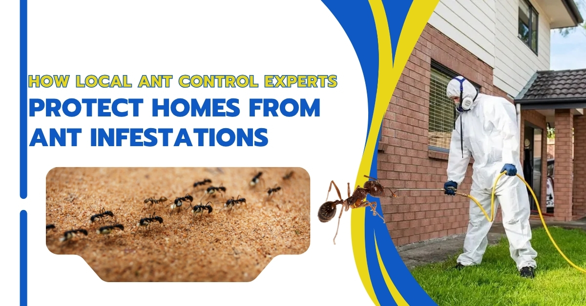 Ant Removal Services