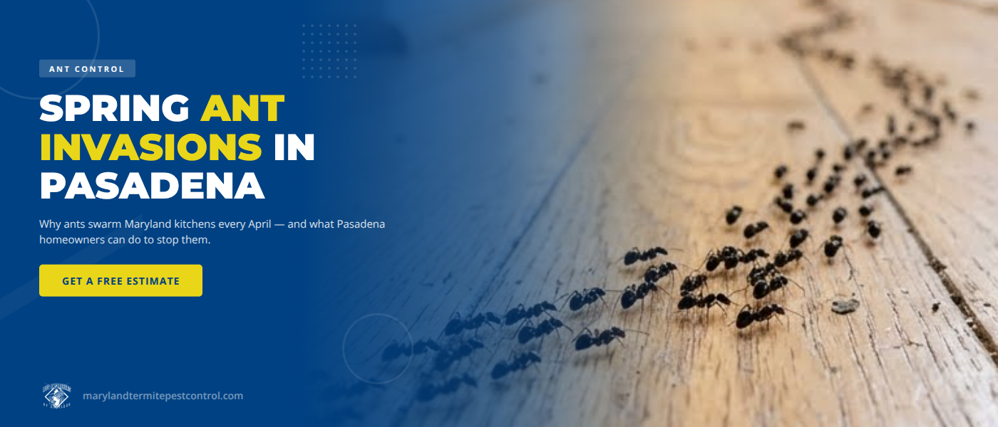 Spring ant control for Pasadena MD homes - Bug Squashers of Maryland