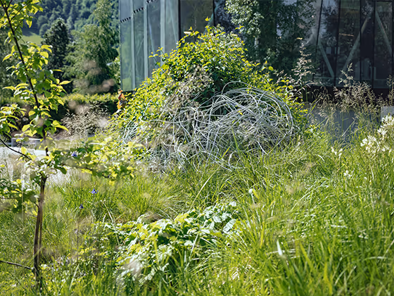 Installation 'Parasites': Organisch geformte Strukturen, durch welche Blumen und Gräser wachsen.