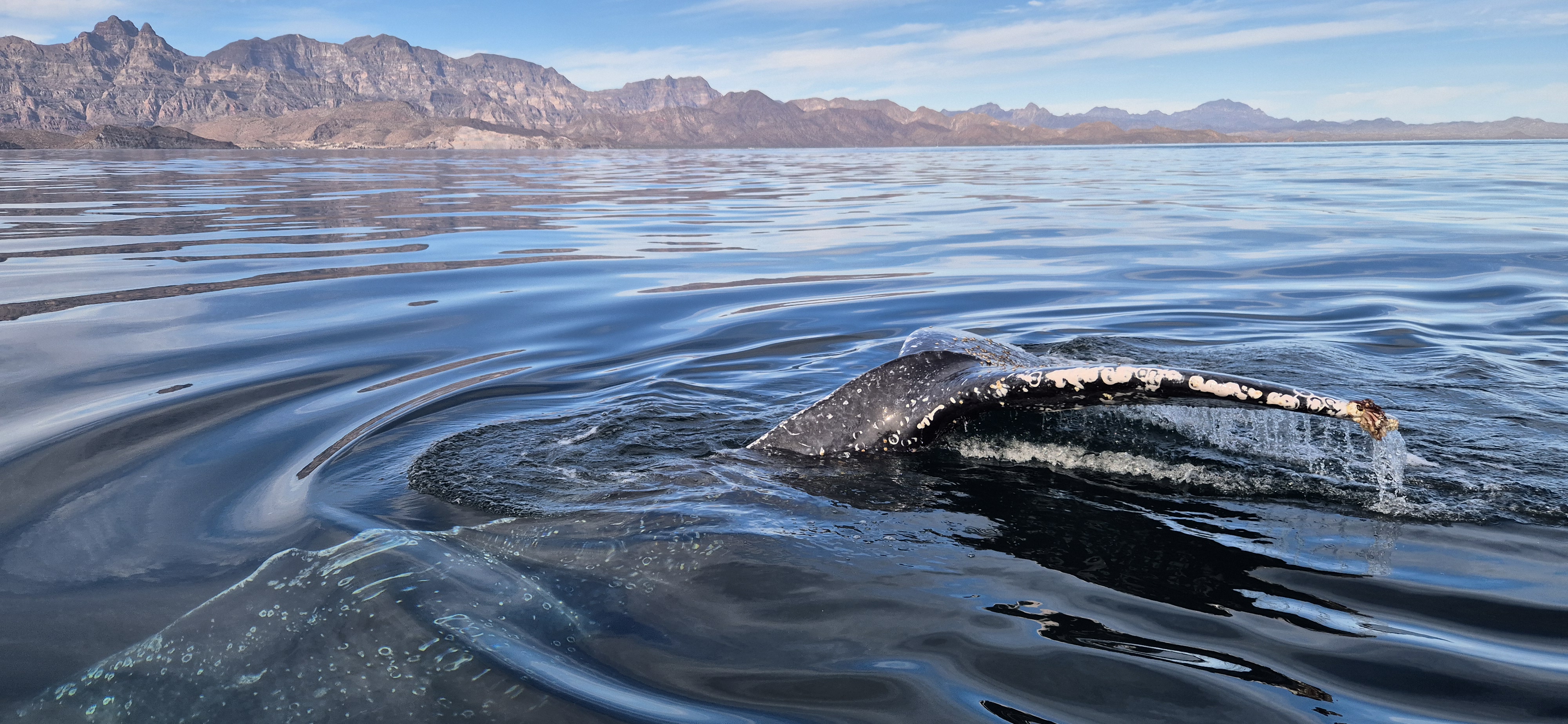 Tail of a humpback whale diving