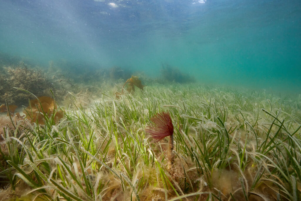 Seagrass meadow