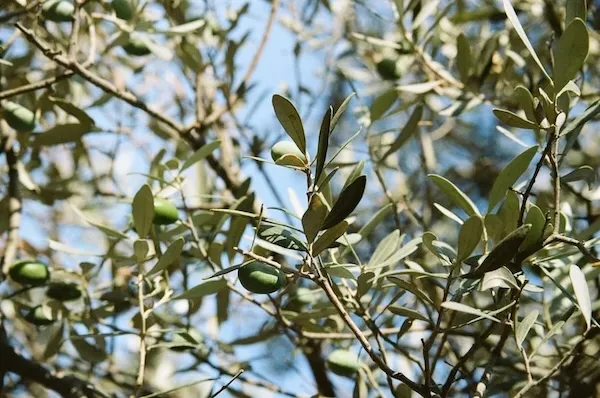photo focus des branches d'olivers pour une ambiance méditerranéenne pour votre brunch en terrasse avec vue sur la seine