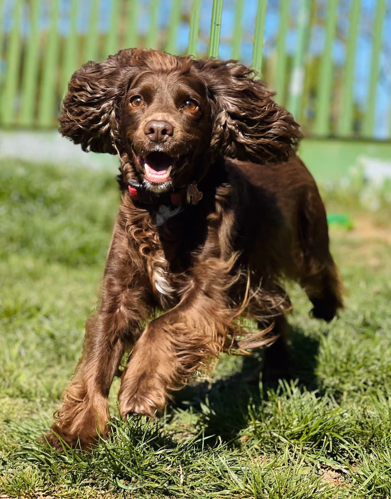 A spaniel dog