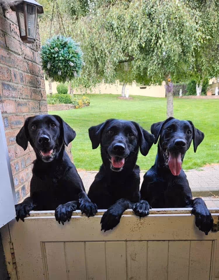 3 Dogs for a hero image