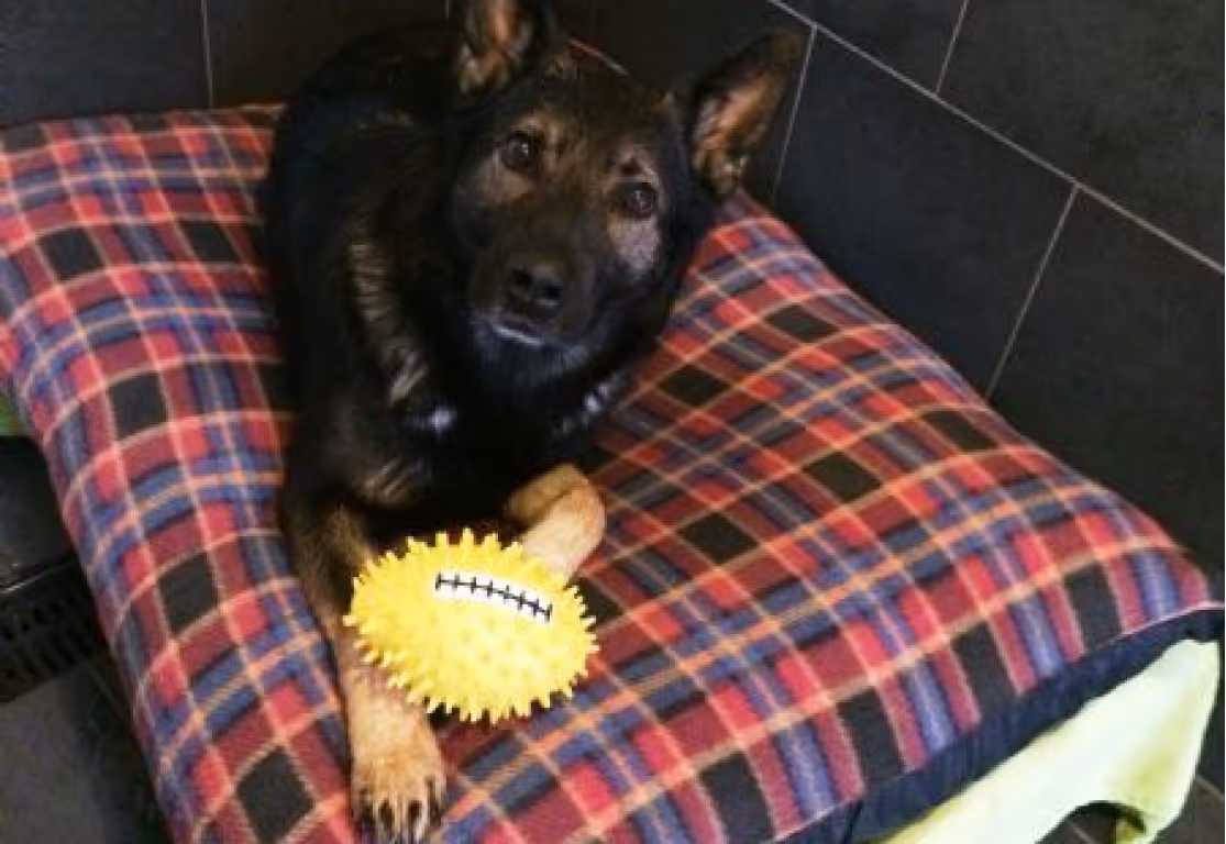 A dog (our guest) with a ball