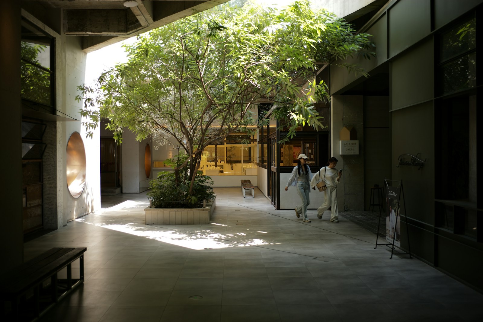 Sunlit contemporary courtyard with mature trees and surrounding planting
