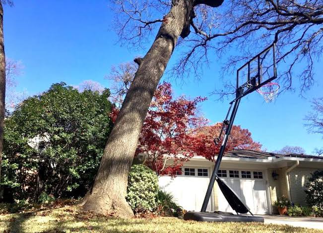 Who Should Inspect a Tree Leaning Toward a House?