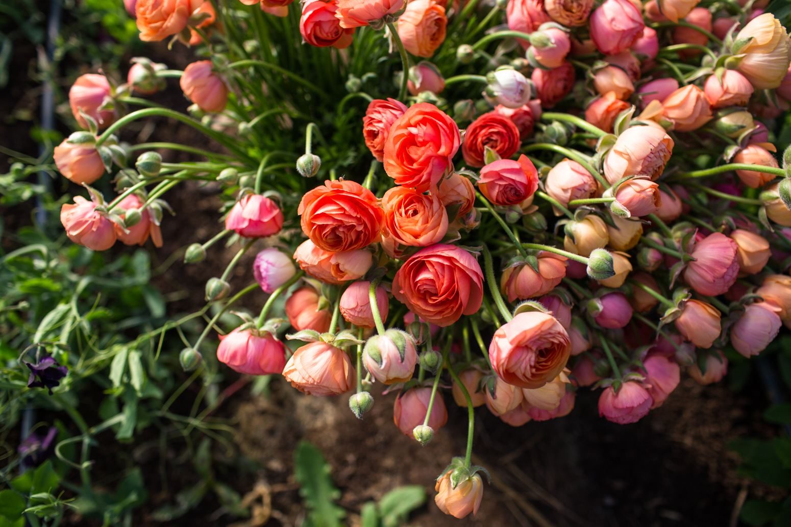 Pink ranunculus flower