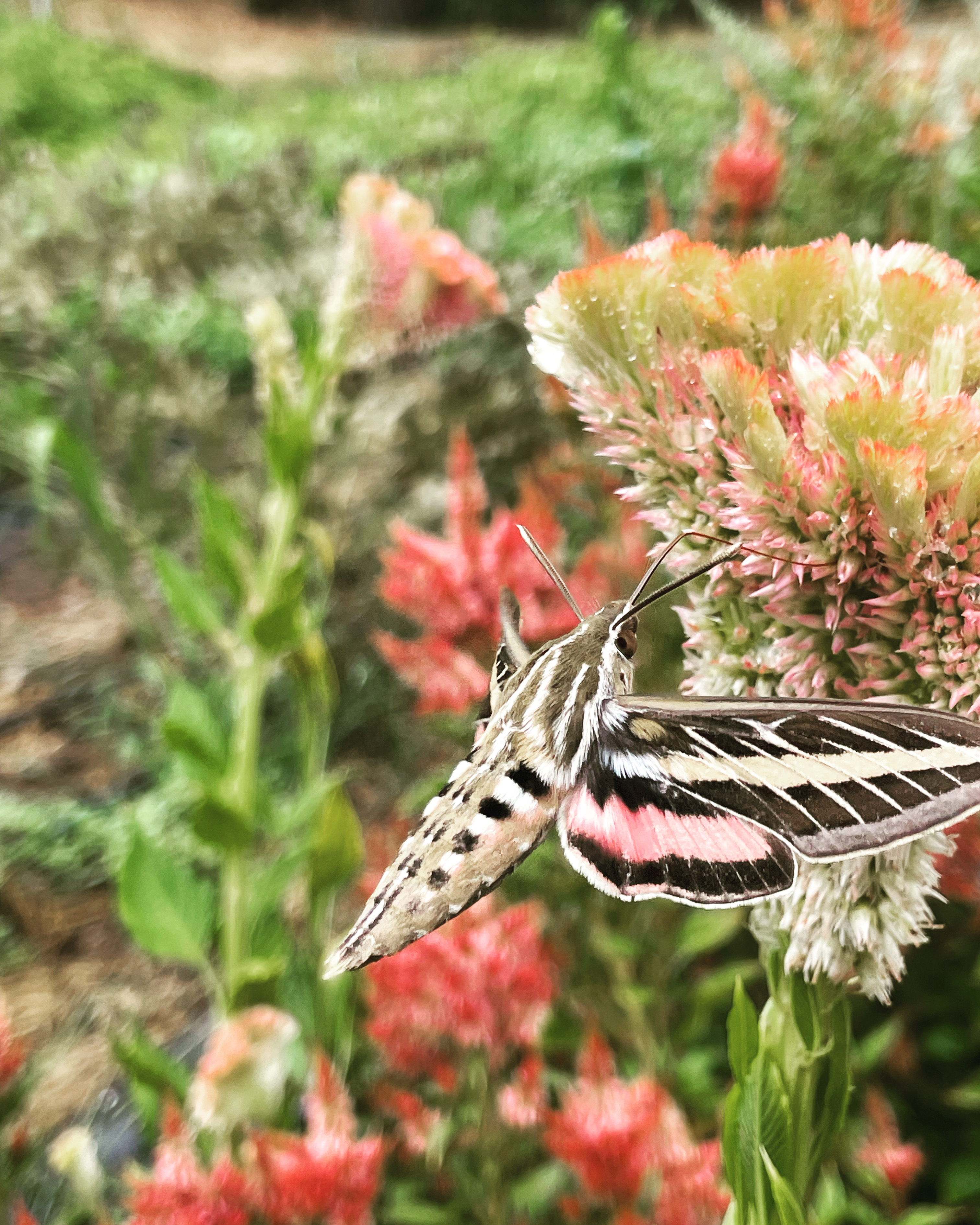 Butterfly exploring a flower