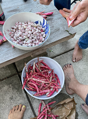 Beans with red shells