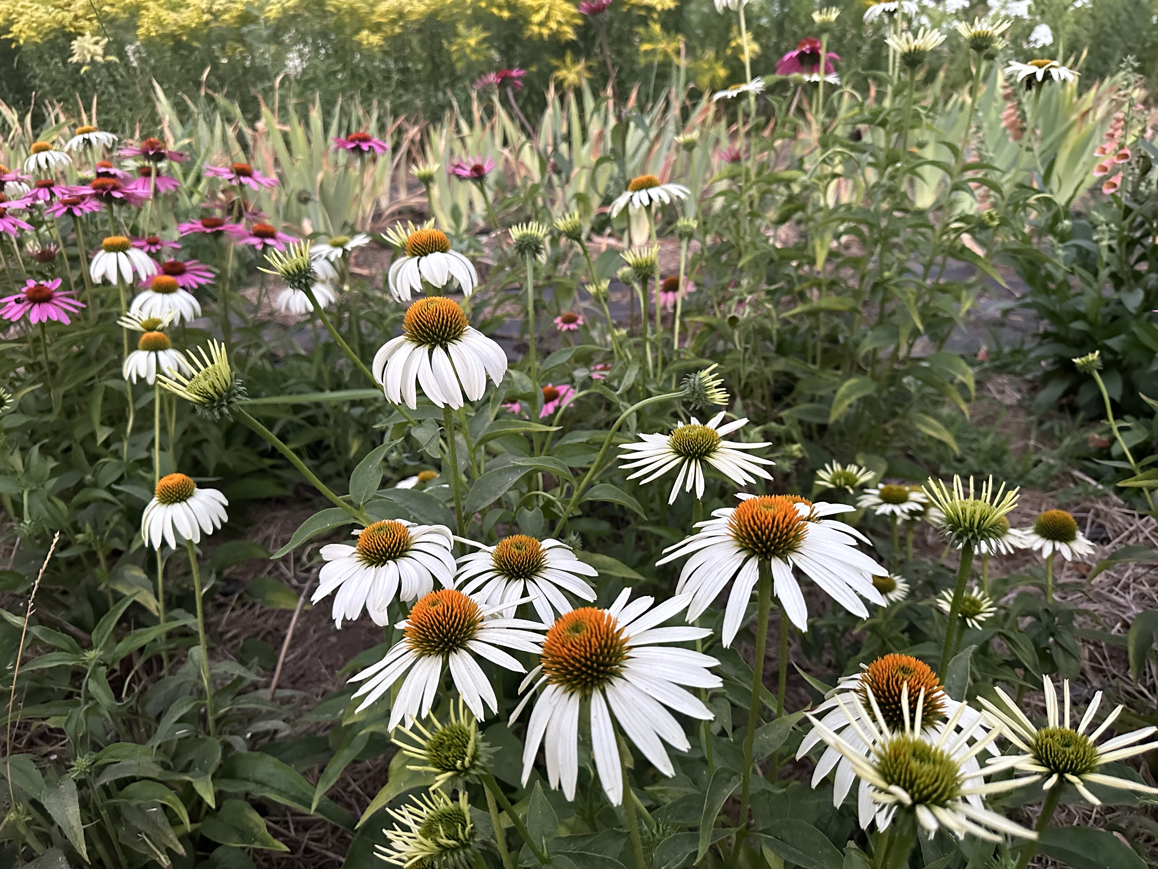 White and purple daisy flowers