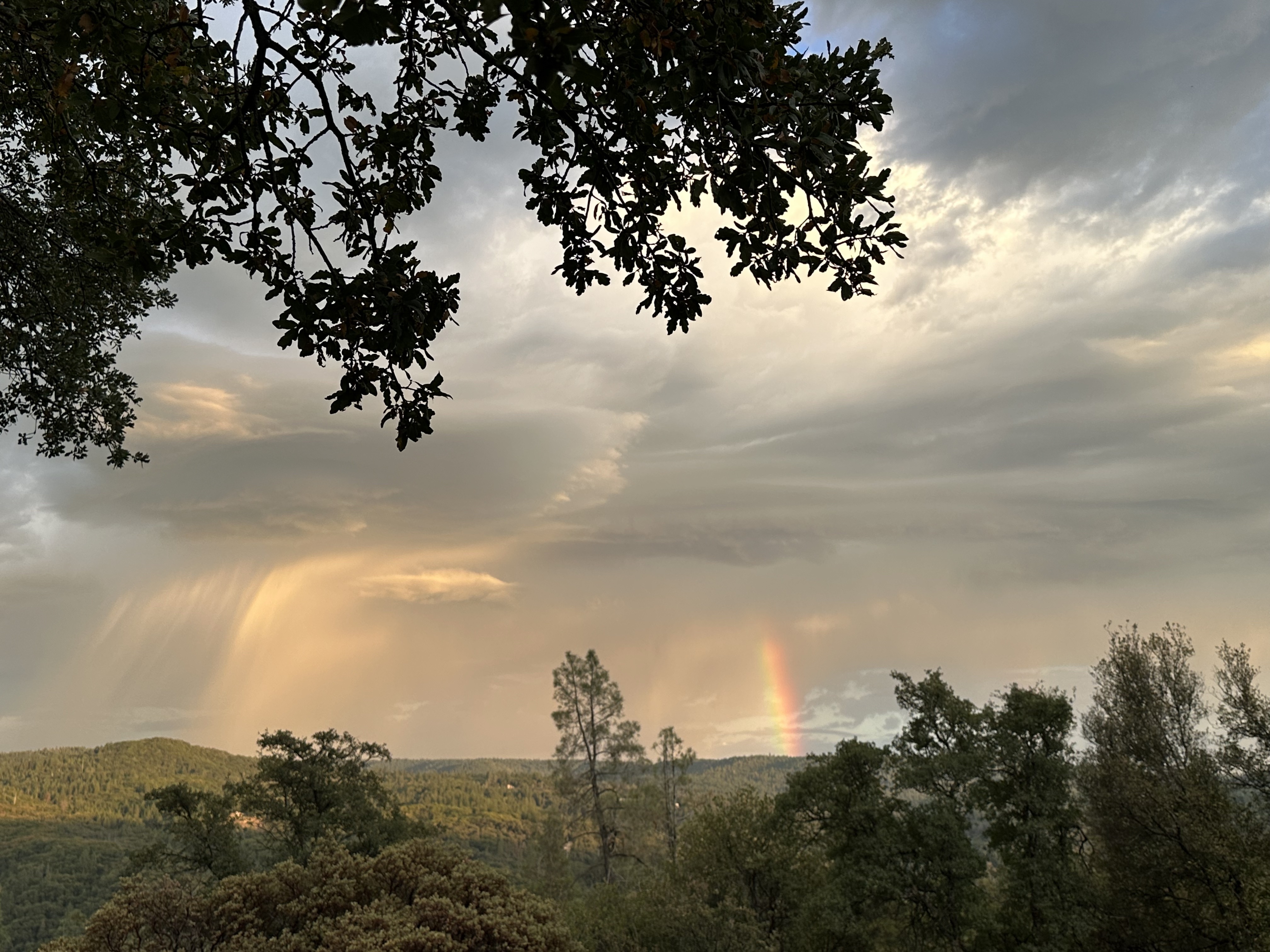 Overlooking trees with horizon and a rainbow in the background.