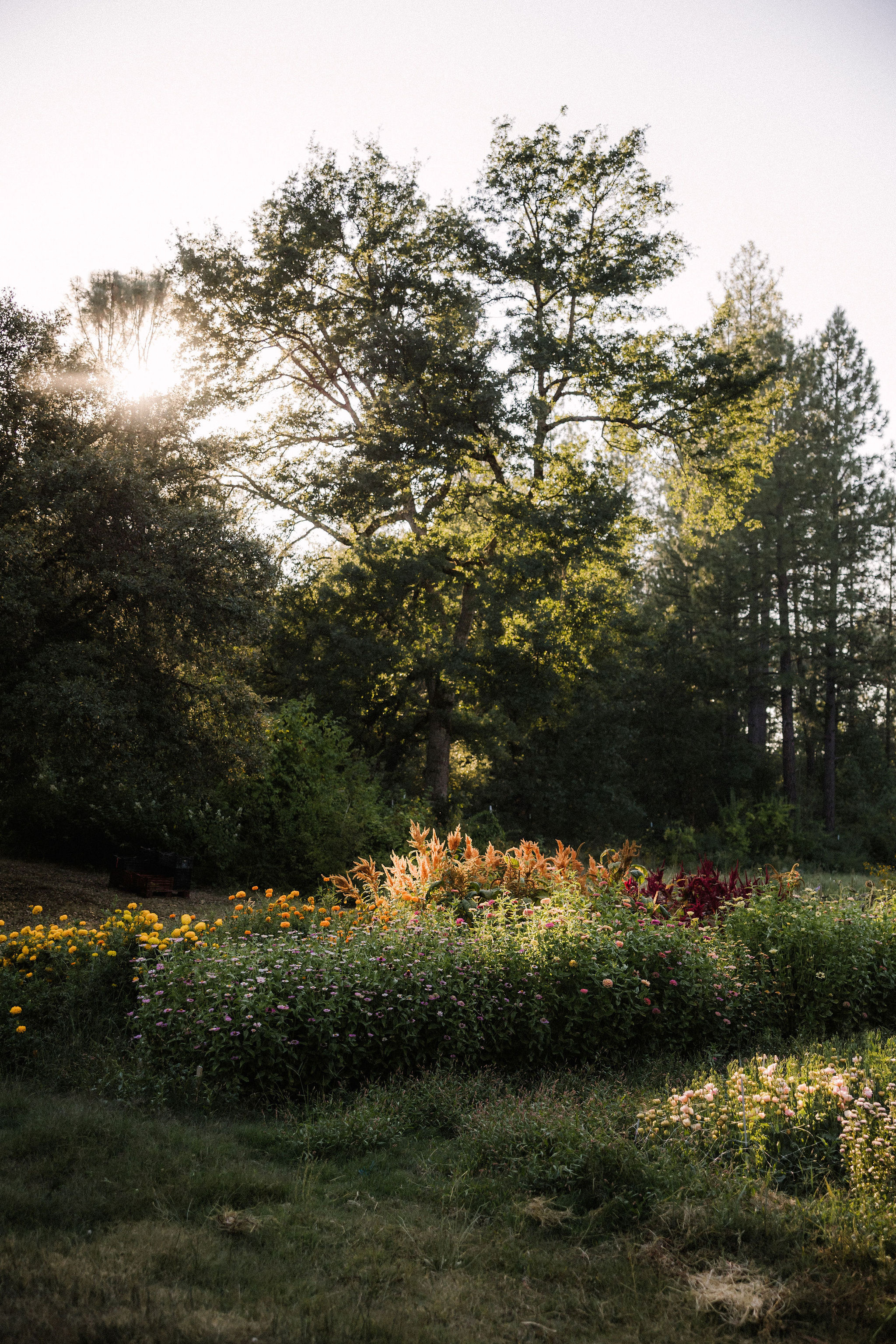 Field of flowers with a greenhouse in the background.