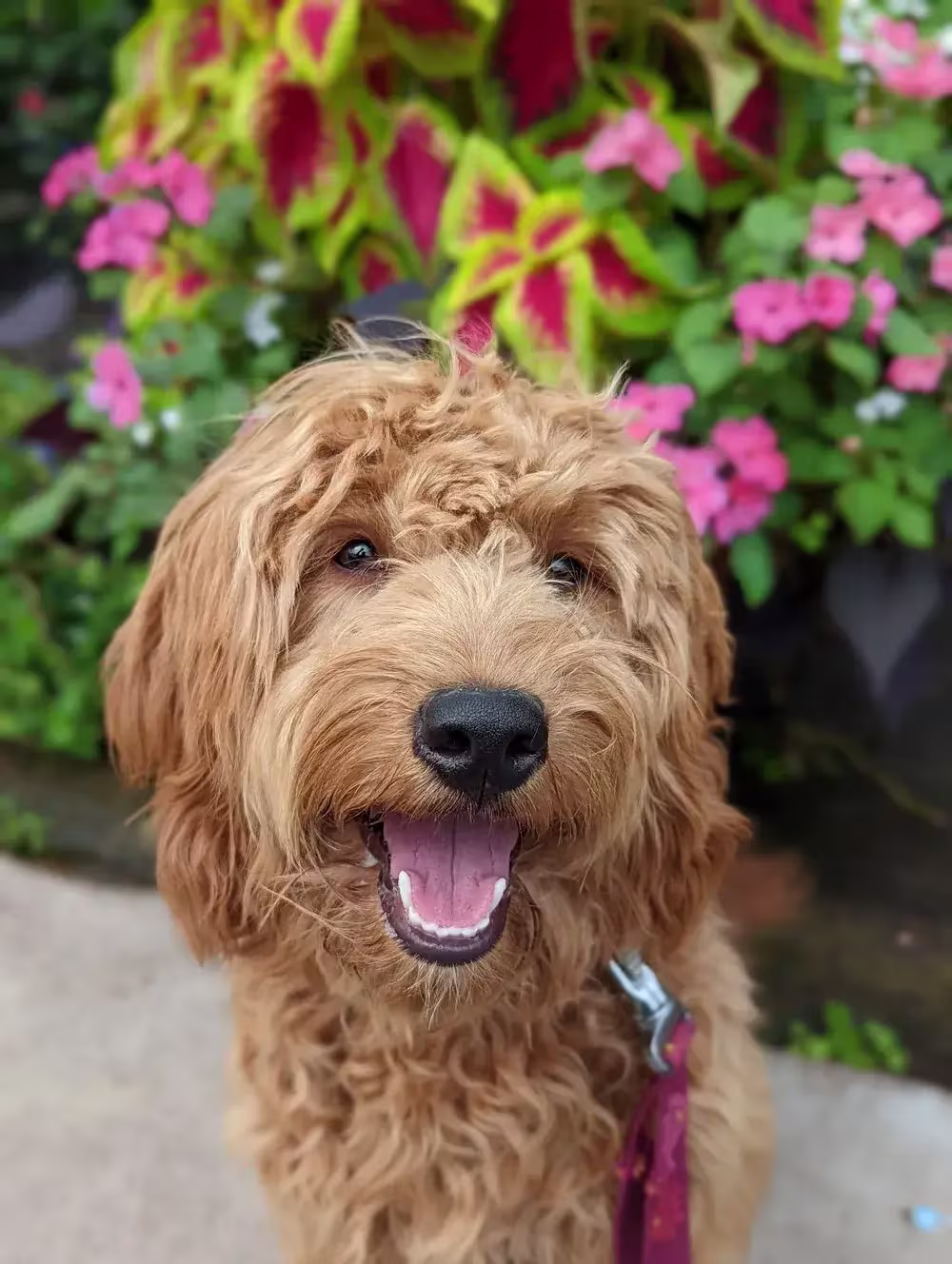 Trained labradoodle sitting down and looking at camera.