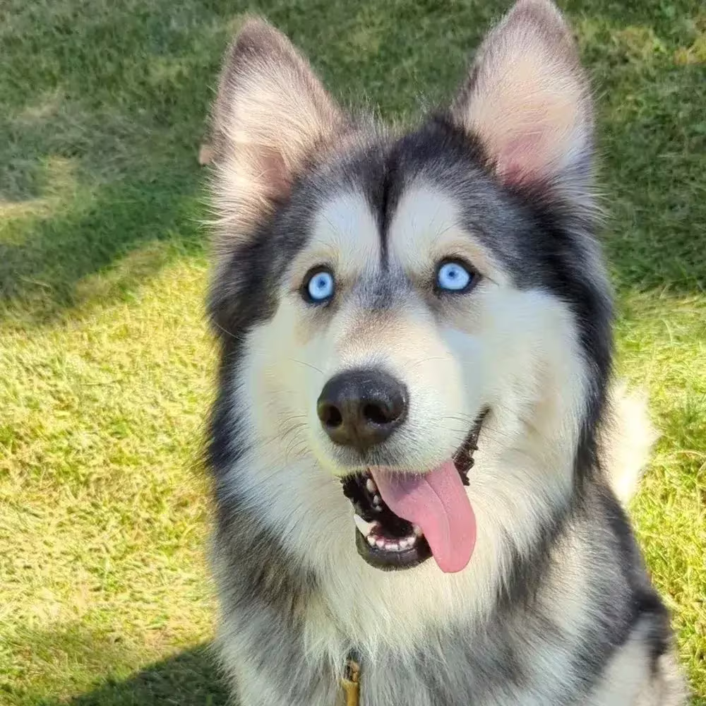 Happy husky sitting down and looking at camera.