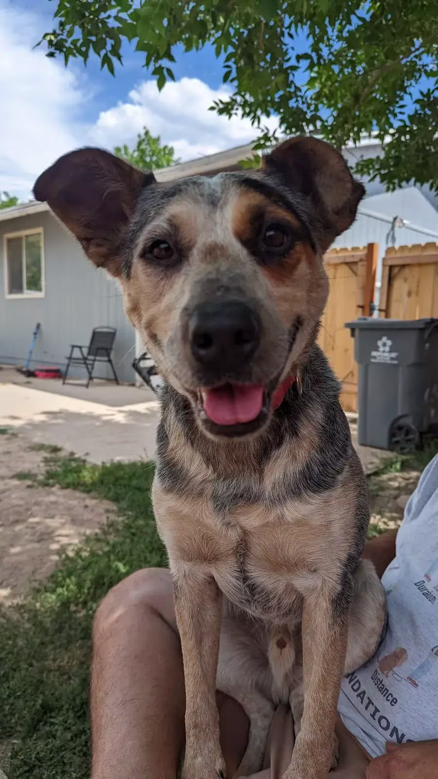 Bandit the Australian cattle dog smiling at camera.
