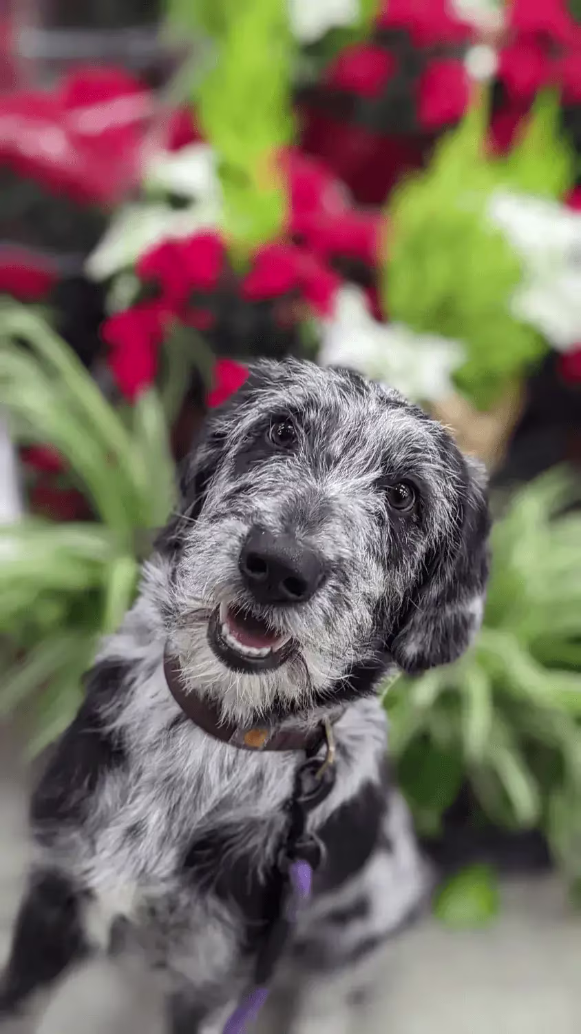 Labradoodle sitting outside looking at camera happy.