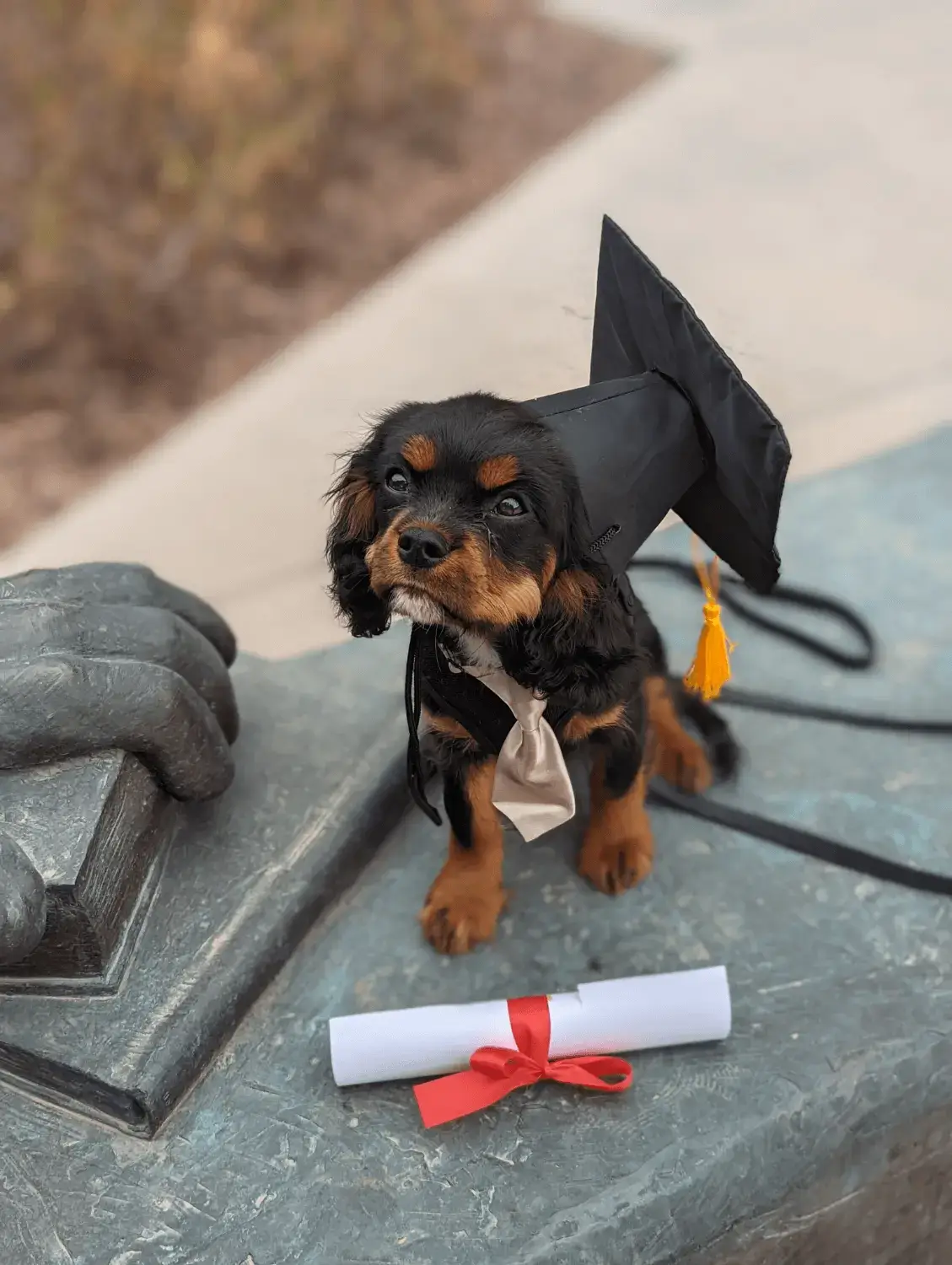A cute dog setting on a statue wearing a graduation outfit.
