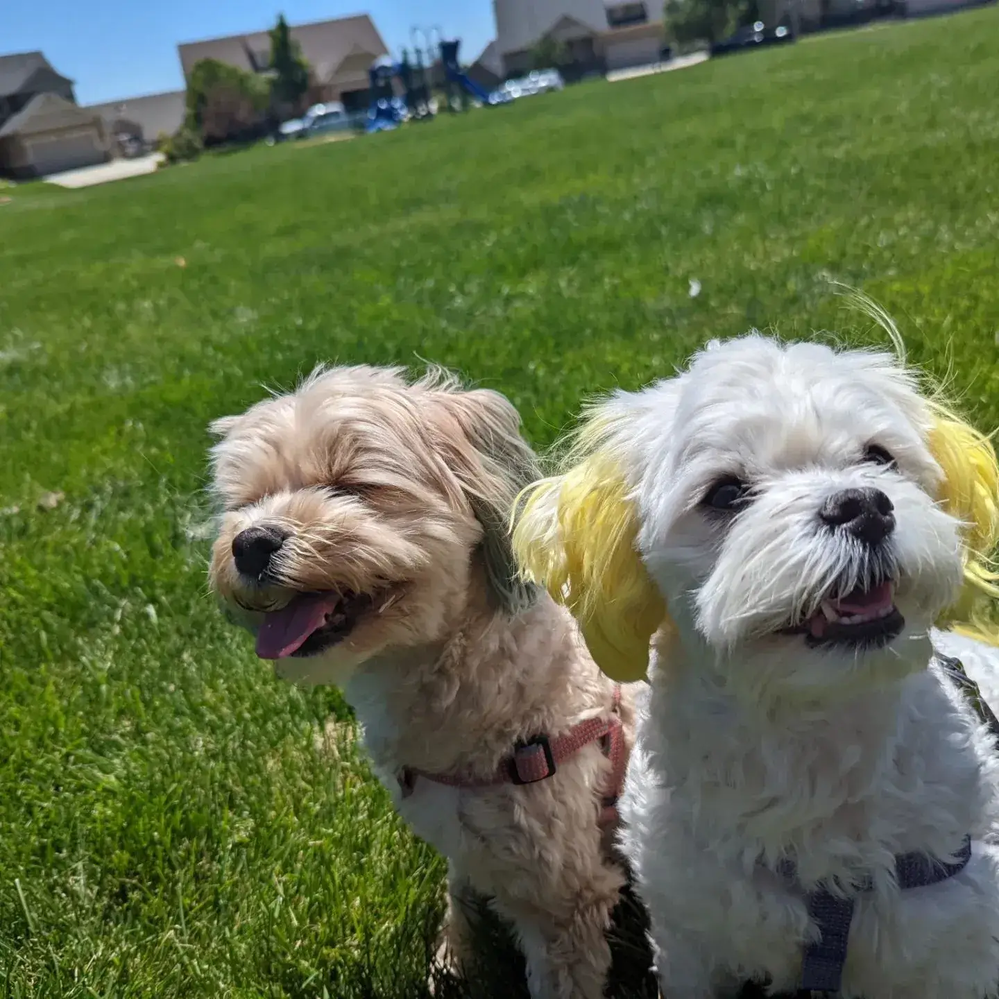 Two cute puppies happy at Bandit's Stay and Play