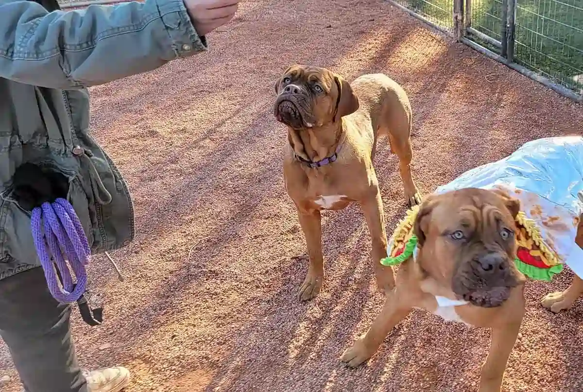 Two dogs at profession dog daycare Bandits Stay and Play