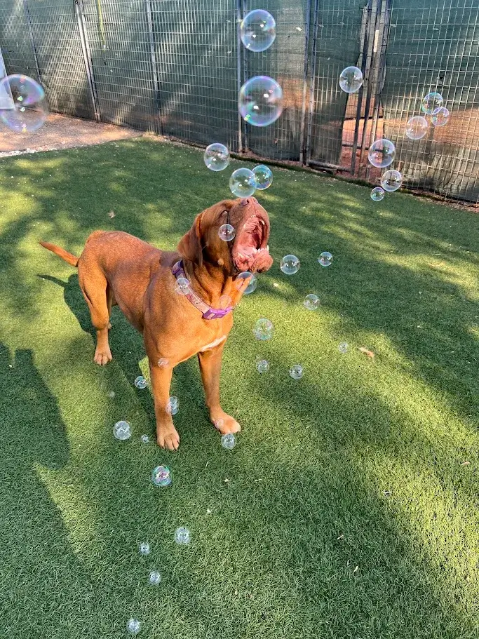 Cute dog at professional day care playing with bubbles.