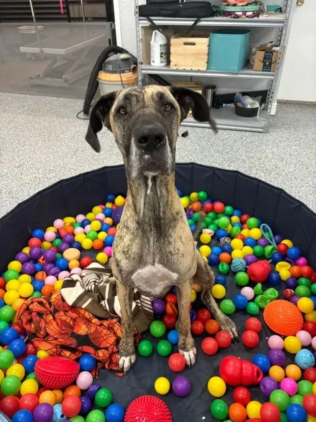 Cute dog at daycare in a ball pit.
