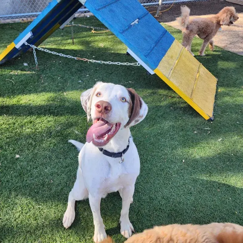 Super happy dog at fun daycare.