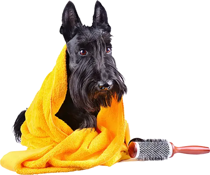 Cute dog in towel drying off after being groomed.