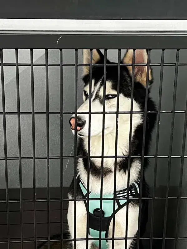 Cute dog at boarding.