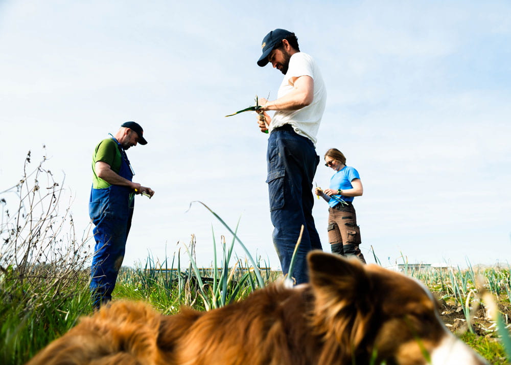 Des agriculteurs récoltant des légumes dans un champ avec un chien au premier plan.
