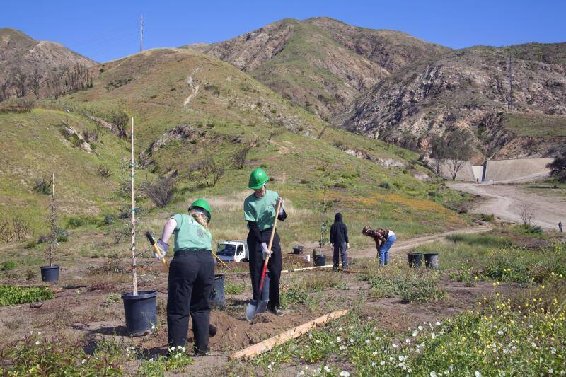 Bénévoles plantant des arbres sur un terrain vallonné