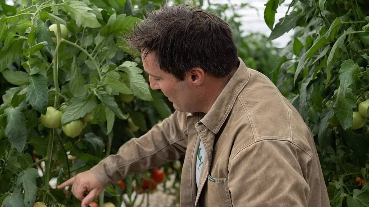 Un homme inspecte des plants de tomates dans une serre, entouré de feuillage dense et de fruits encore verts.