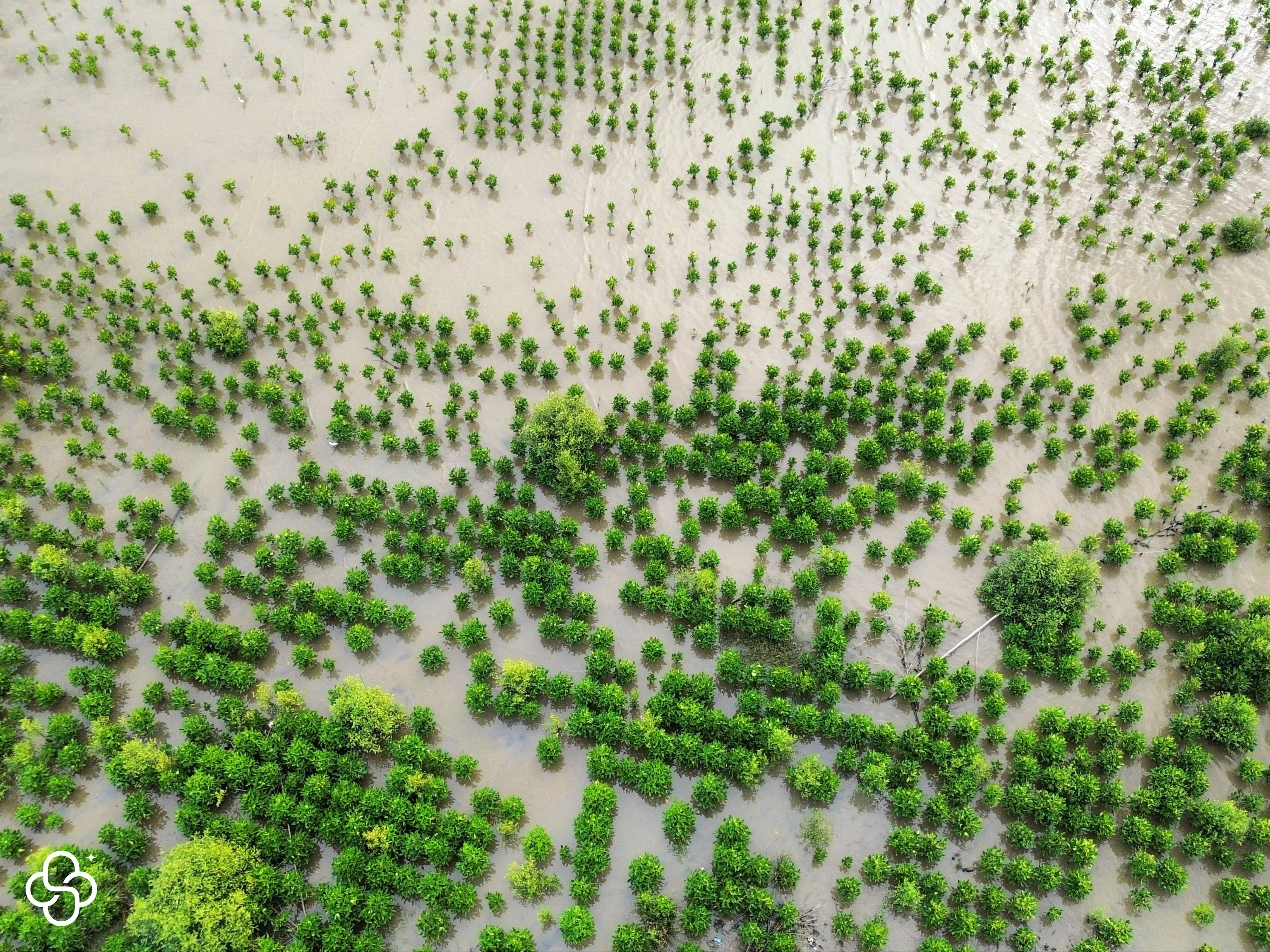Deux personnes marchent dans un sentier inondé au milieu d’une mangrove verdoyante, sous un ciel partiellement couvert.