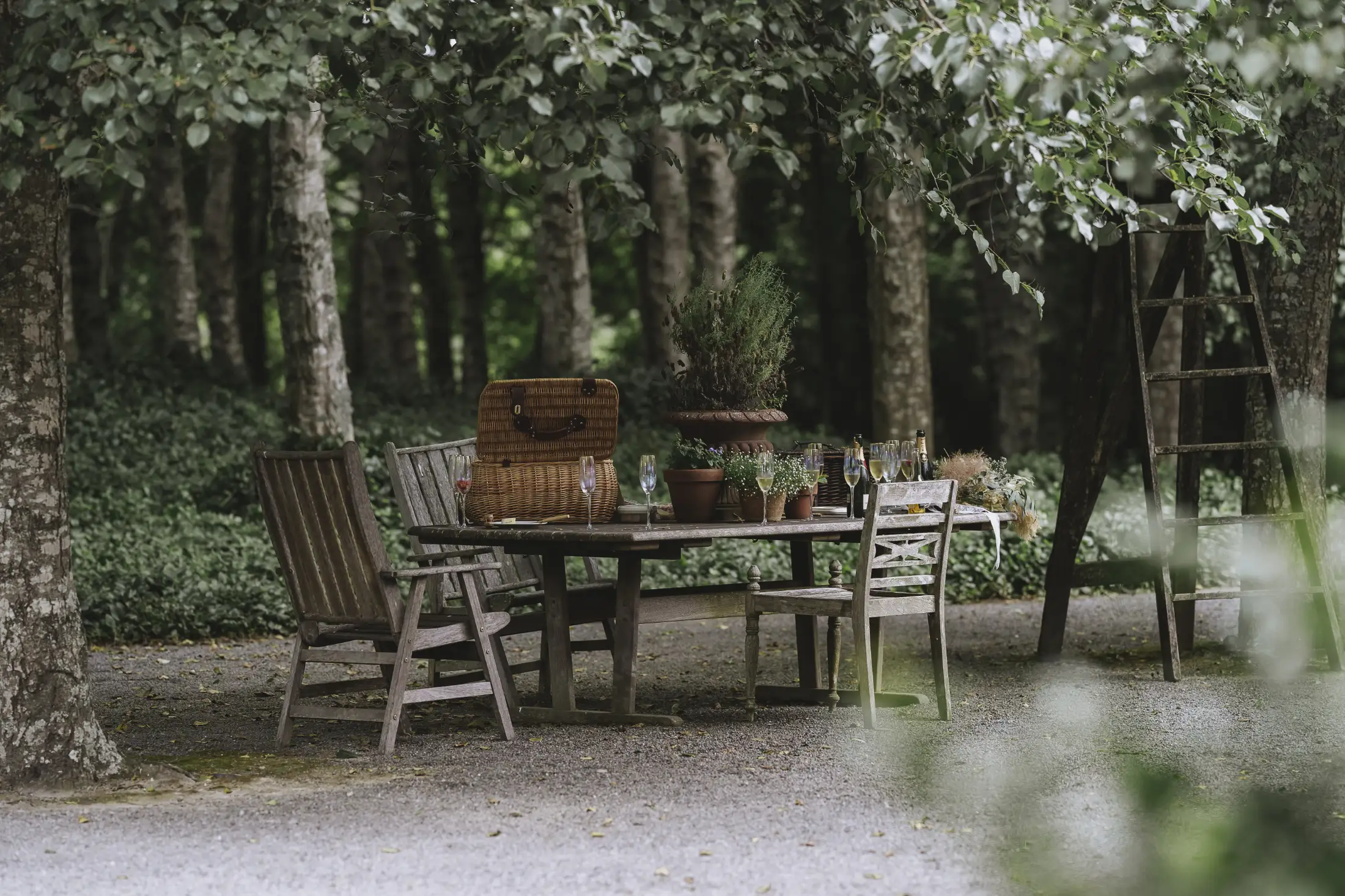 A wooden table with chairs sits under tall trees outdoors, set with glasses, potted plants, and a picnic basket, creating a rustic garden dining scene surrounded by lush greenery.