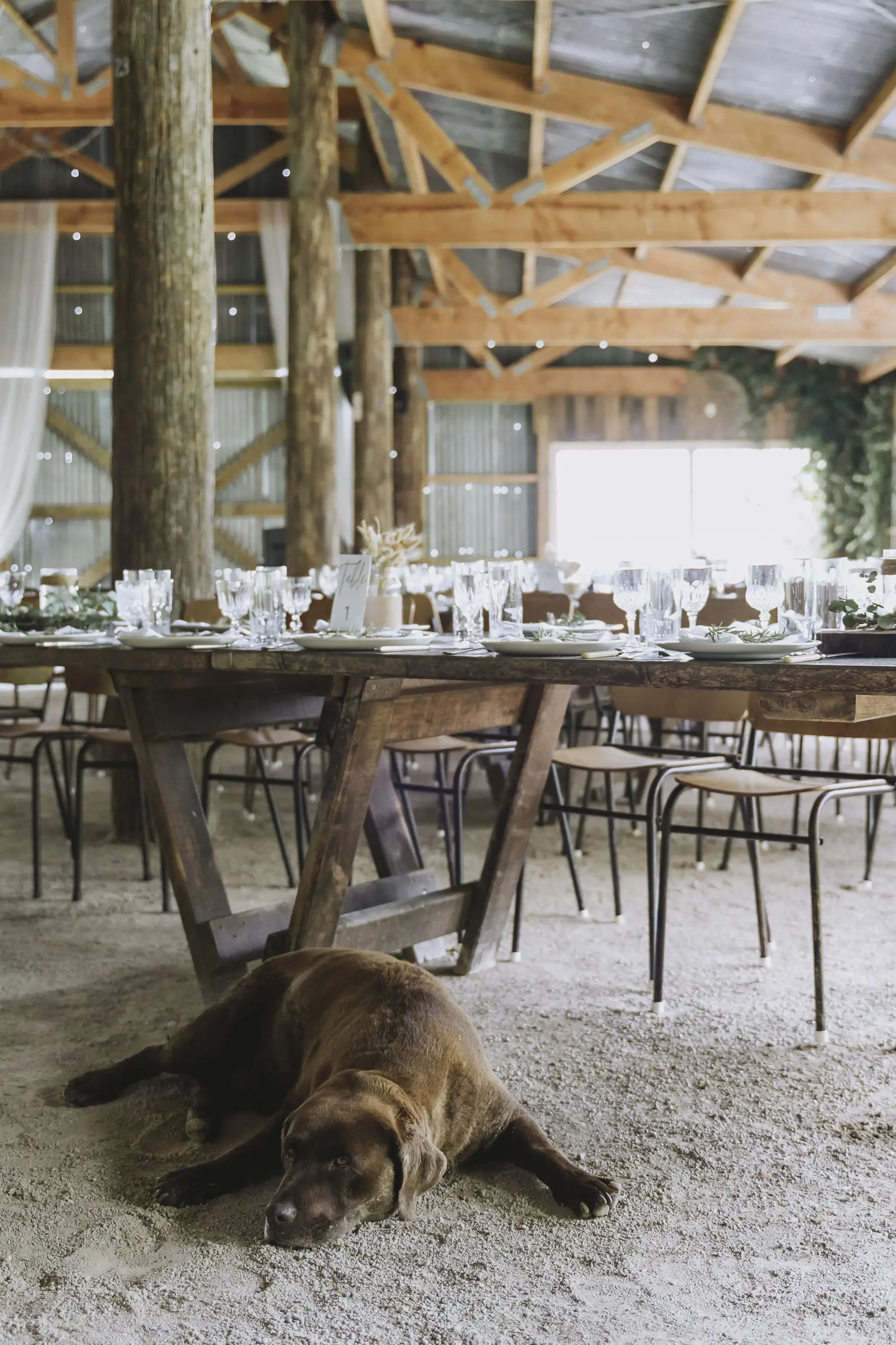A brown dog lies on the sandy floor beneath rustic wooden tables set with glassware and plates in a barn-style venue with exposed beams and natural light.