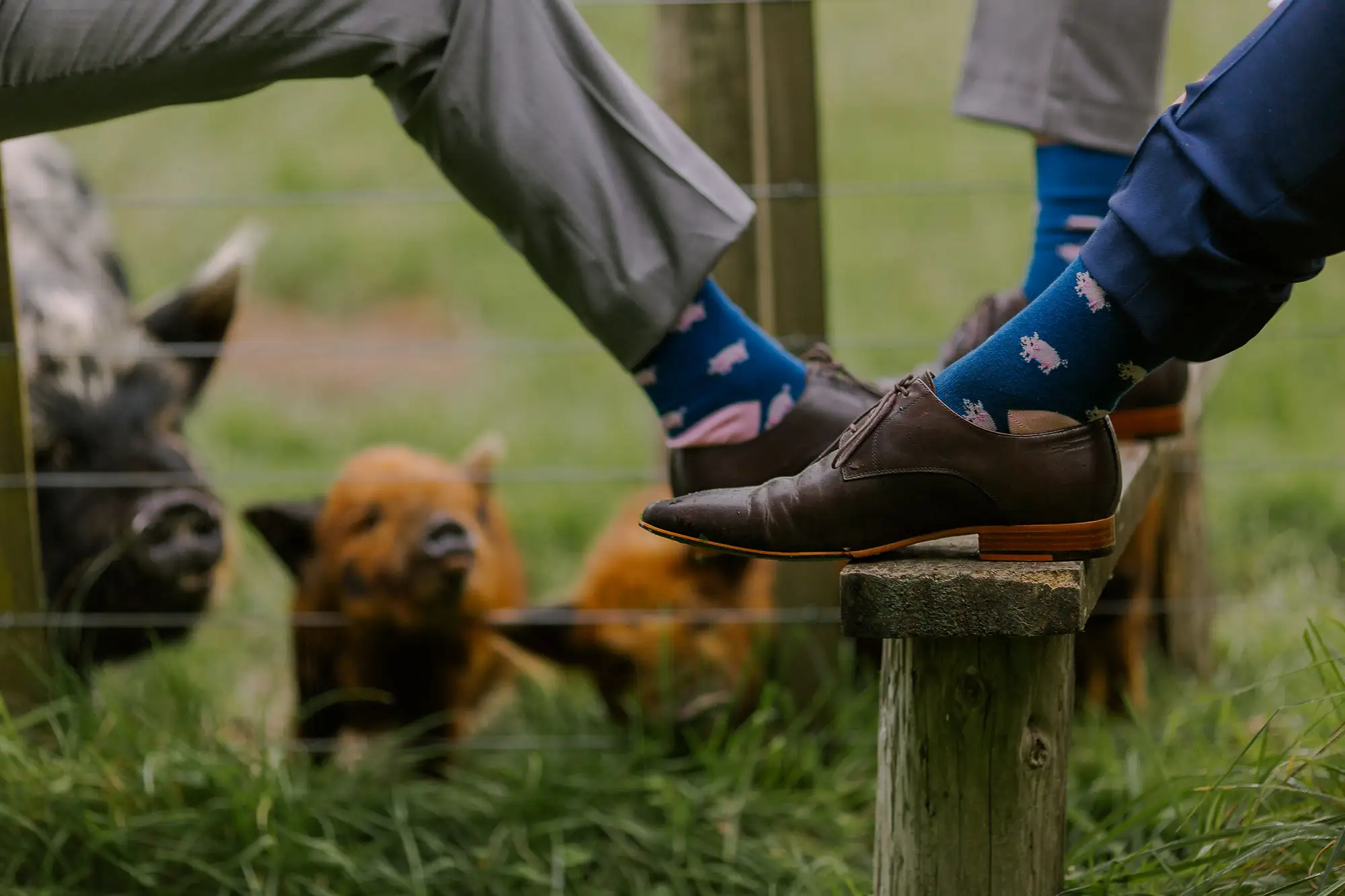 Two people wearing gray pants and colorful socks with animal patterns rest their feet on a fence post. In the background, several pigs stand behind a wire fence on grassy ground.