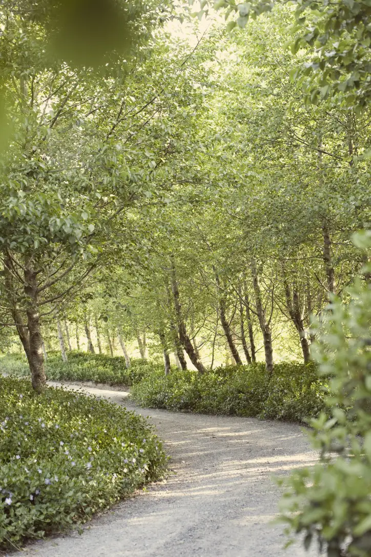 A winding gravel path curves through a lush, green grove of trees with sunlight filtering through the leaves and low shrubs lining the path.