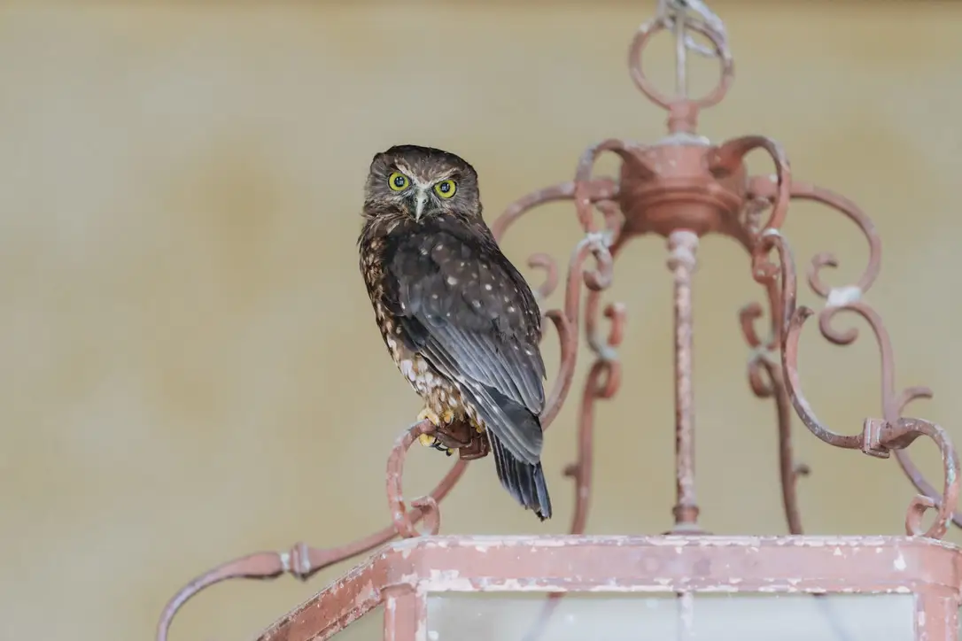 A small brown owl with yellow eyes perches on top of a decorative, vintage-style metal lantern, looking directly at the camera. The background is softly blurred in beige tones.