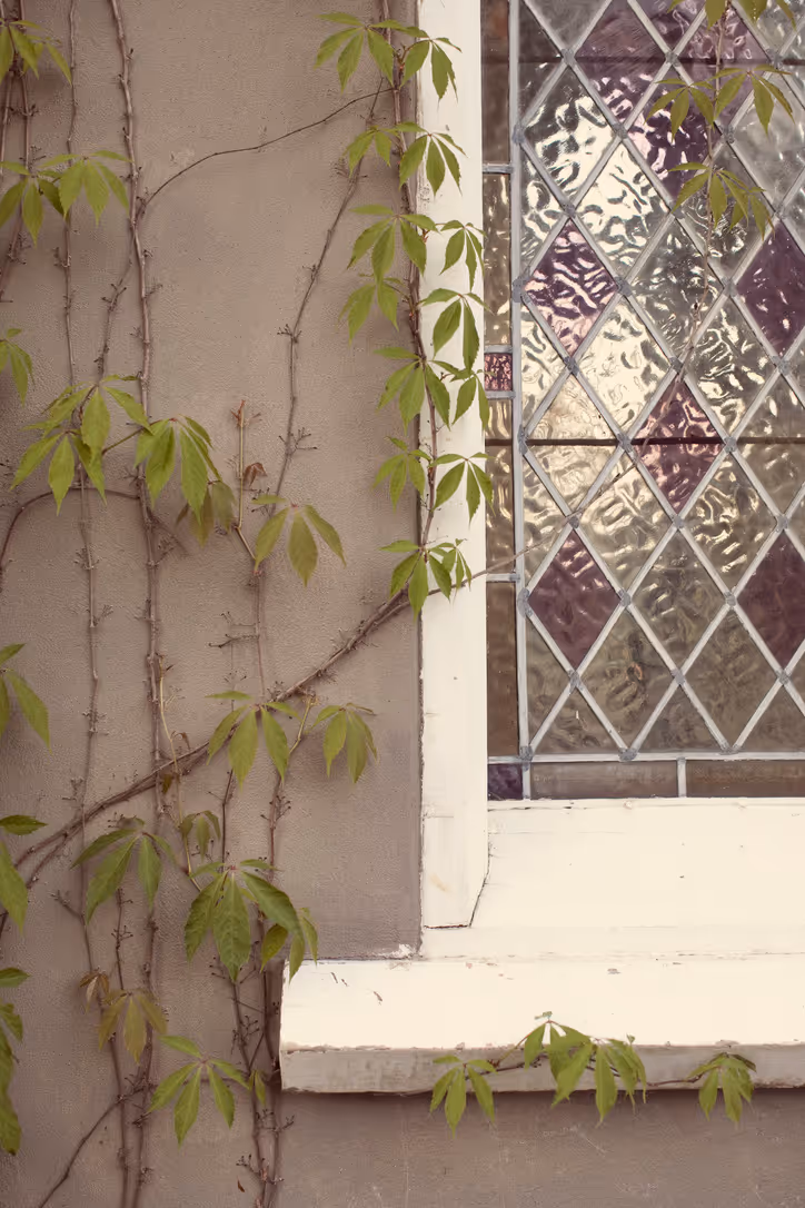 Green leafy vines climb up a beige stucco wall next to a white-framed window with decorative diamond-patterned glass panes. The window features some purple-tinted sections.