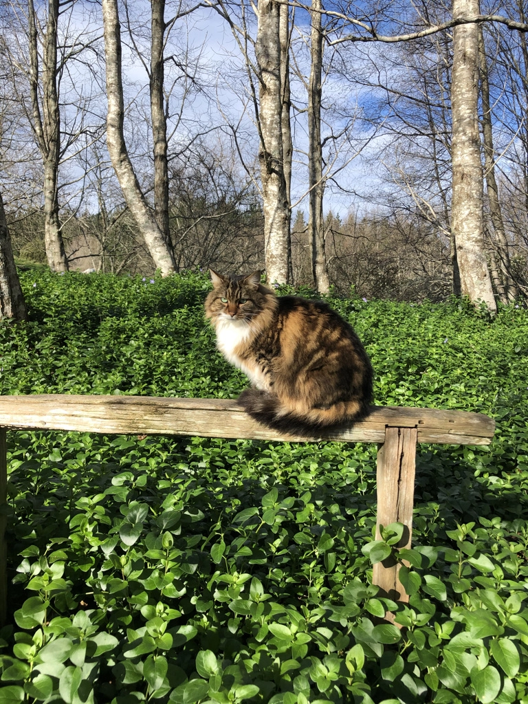 A fluffy brown and white cat sits on a weathered wooden plank above lush green foliage, with leafless trees and a blue sky in the background.