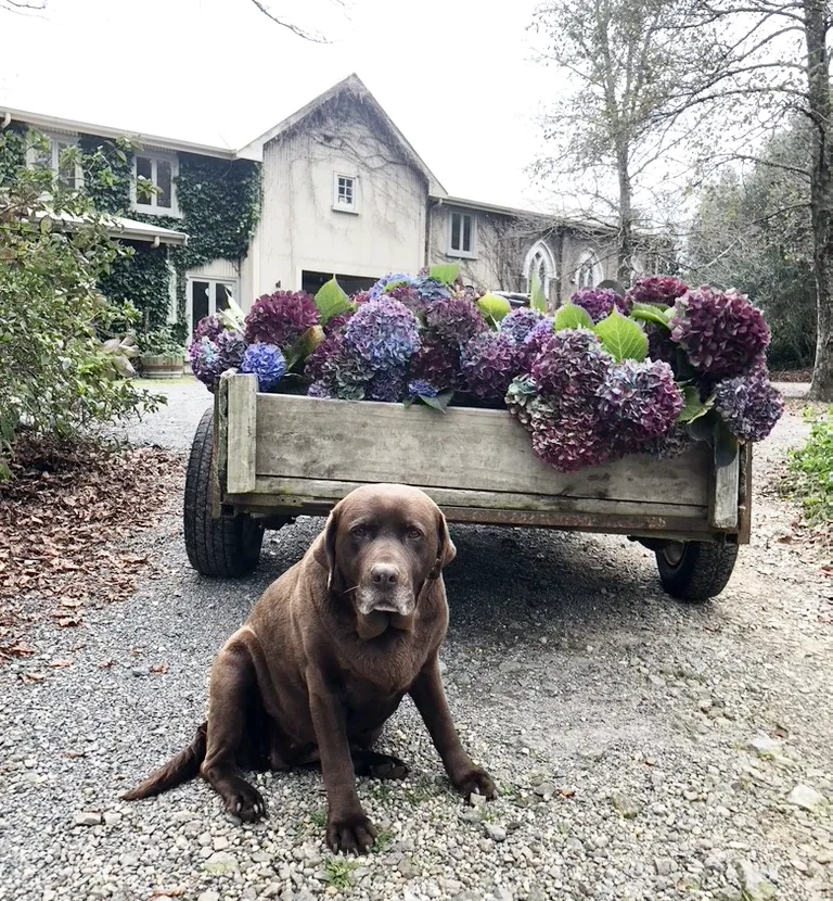 A brown dog sits on a gravel driveway in front of a wooden cart filled with large purple and blue hydrangeas, with a house and trees in the background.