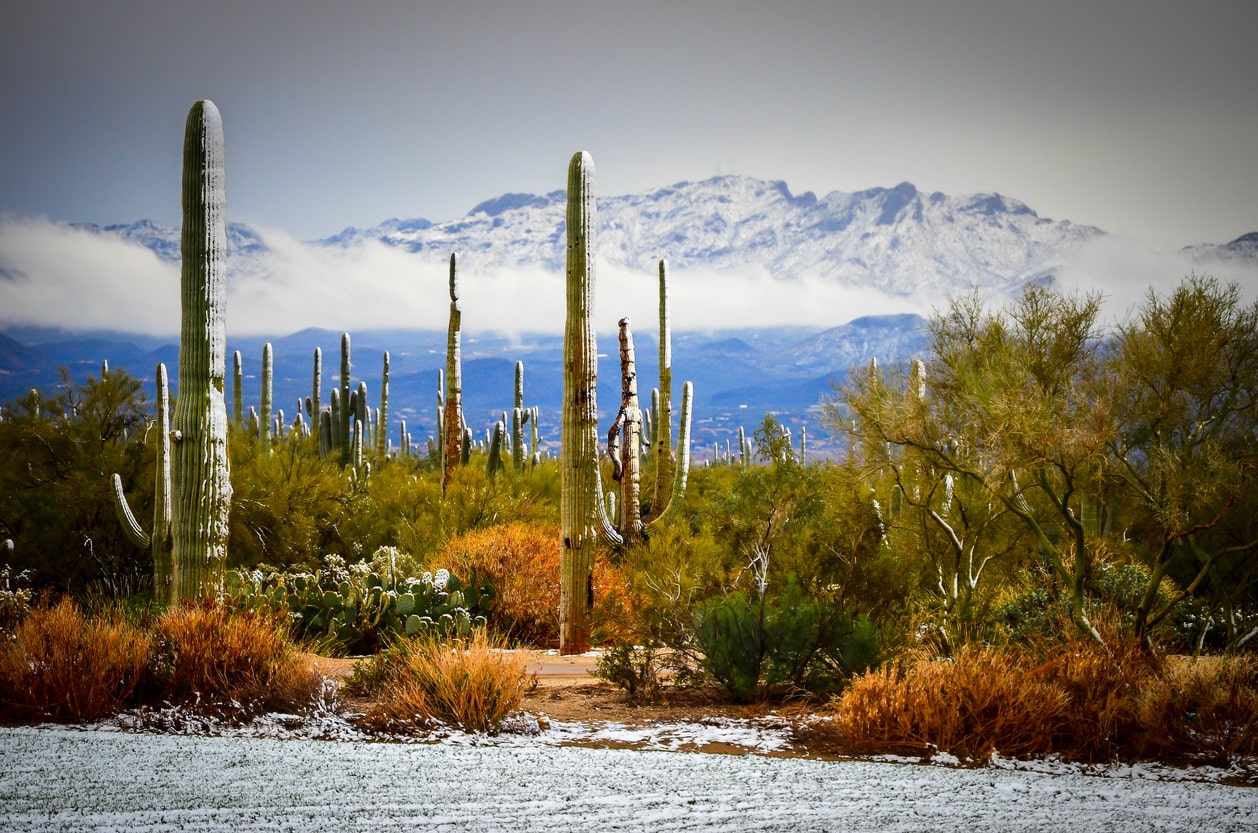 Snow-dusted cacti in a desert landscape with snow-covered mountains in the background.
