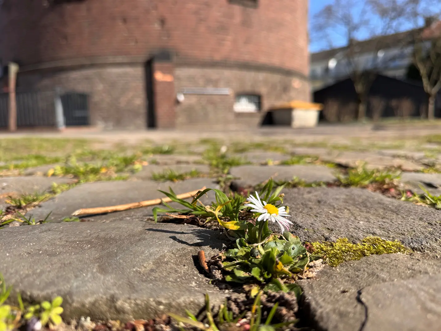 Nahaufnahme von Blumen vor dem Turm