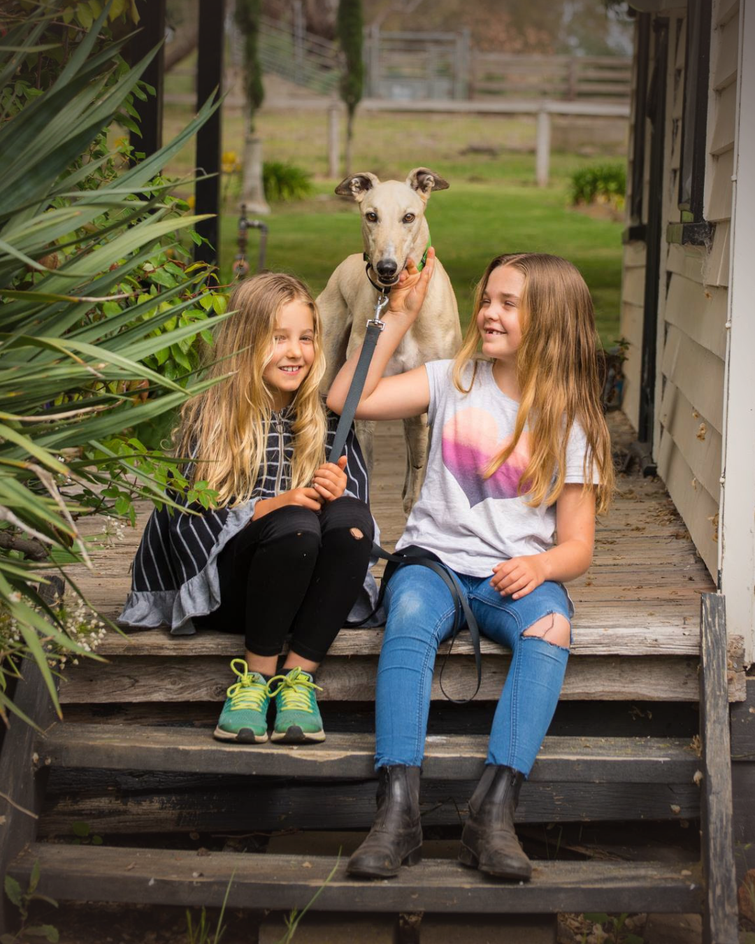 Retired Racing Greyhounds and Children