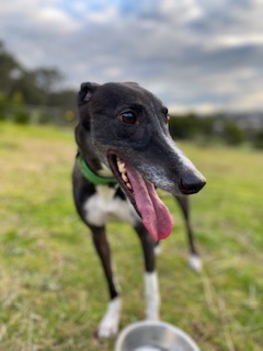 Luna in previous home